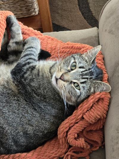 Luka the tabby cat lying on an orange blanket